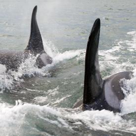 CarrieVonderhaar-KillerWhales