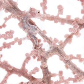 CarrieVonderhaarPygmySeaHorse