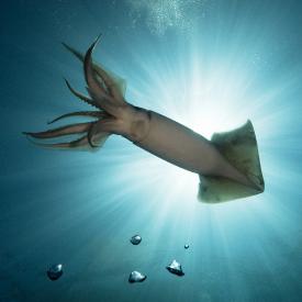 CarrieVonderhaarHumboldtSquid